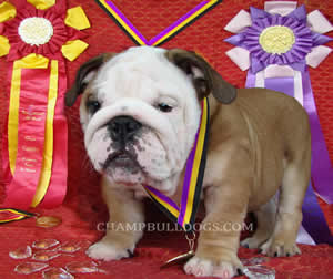 puppies pictures